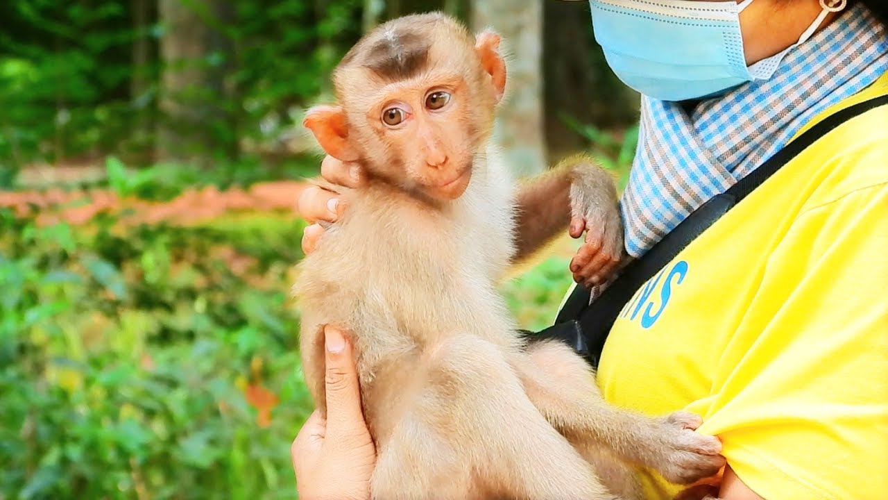 Really Pitiful Poor Abandoned Baby Monkey Julie No Mom Care