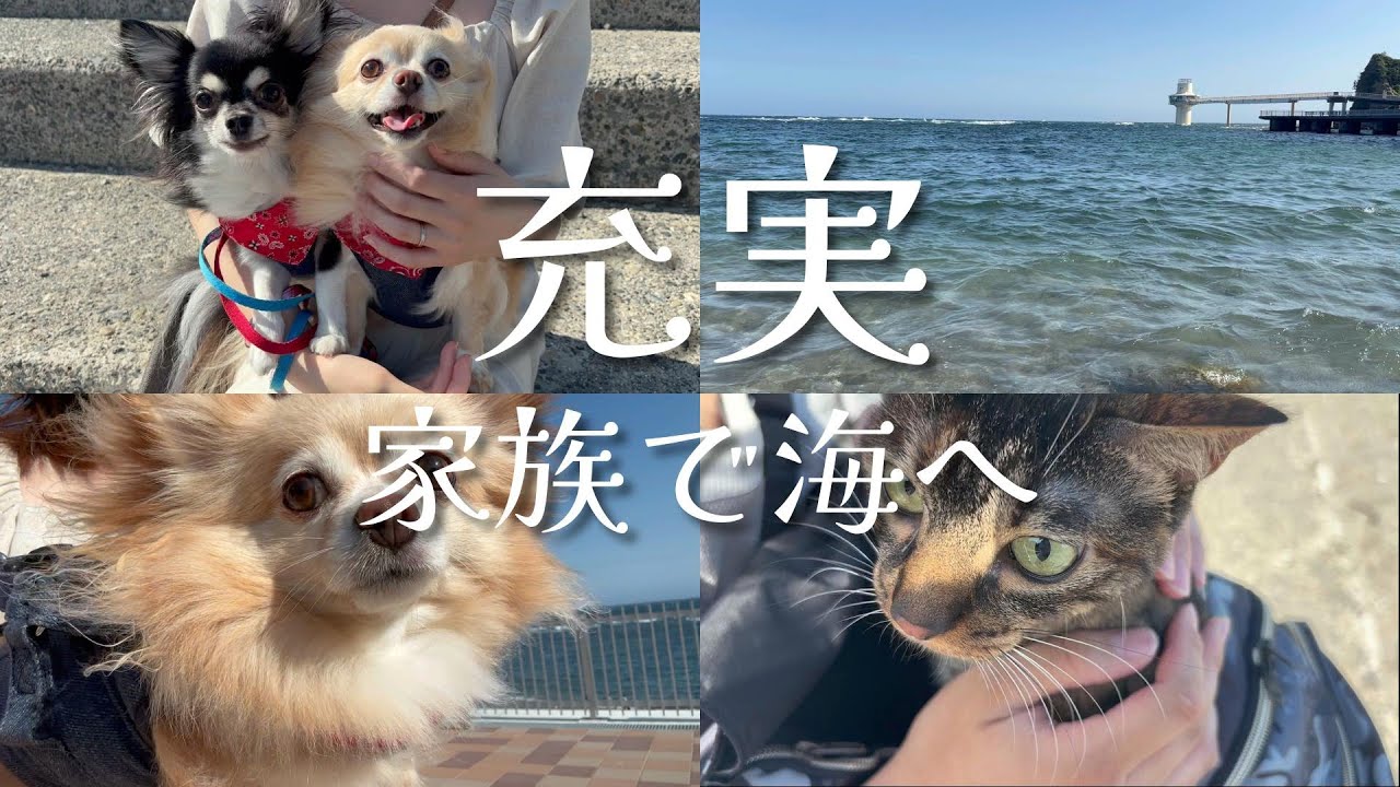 おでかけ # 6 [犬猫と暮らす夫婦の休日] | 勝浦海中公園・田舎ドライブ・手巻き寿司