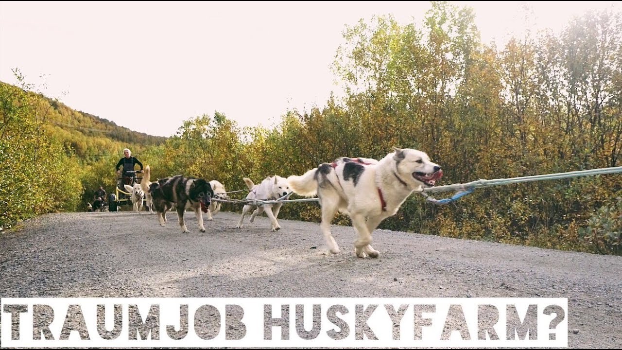 EUROPEAN THRUHIKE - 22. Kapitel: Traumjob Huskyfarm