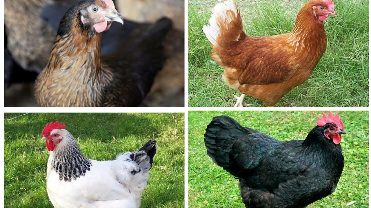 En Çok Yumurta Yapan 7 Tavuk Cinsi