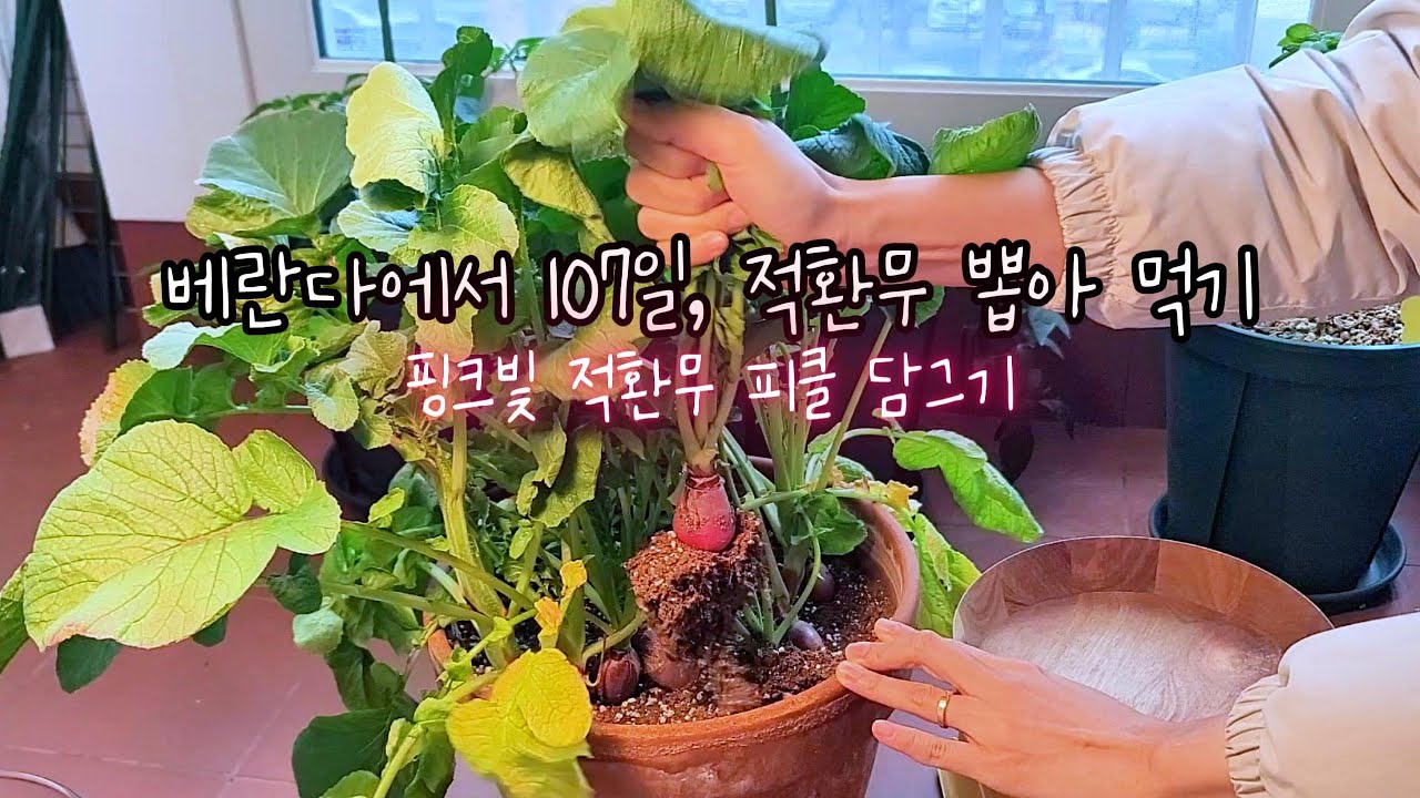 베란다에서 107일, 적환무 길러 피클 담그기 | 107 Days on the Balcony: Growing Red Radishes and Making Pickles