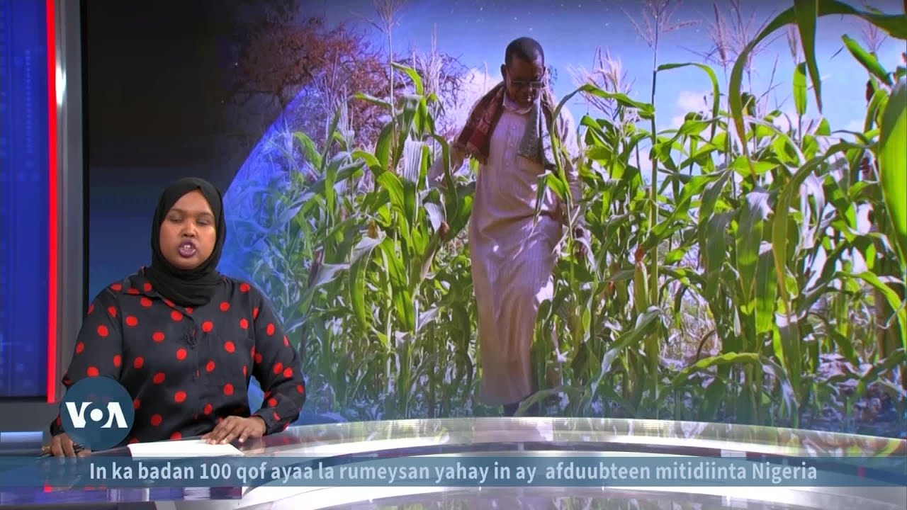 Beeraleyda Beledweyne oo rajo cusub qaba | VOA Somali