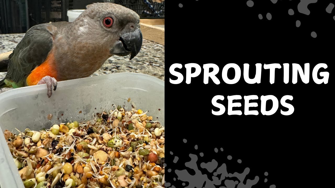 Sprouting Seeds For Happy Parrots: Easy Step-by-step Guide