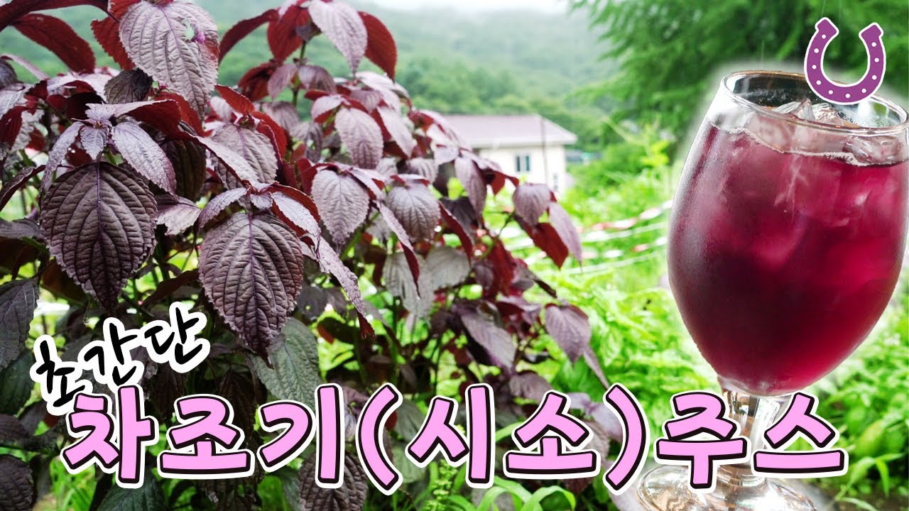 차조기 키워서 [시소주스] 만들기!