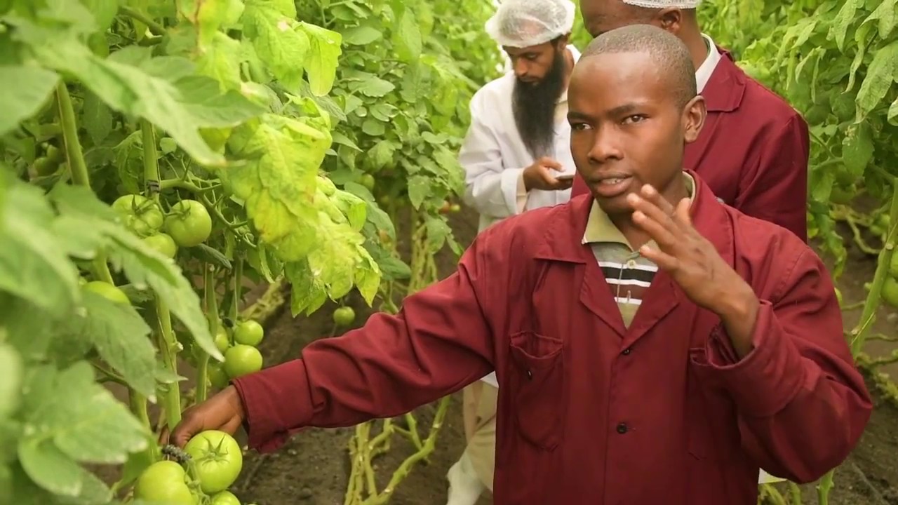 Delphy: Open farmers day at Kenyan Training and Demonstration Center Latia Agribusiness Solutions