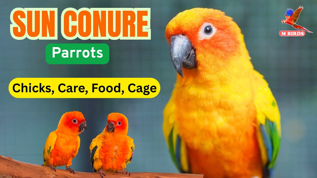 Sun Conure | Chicks Growth, Feeding Tips & Ideal Cage Setup | Feeding & Raising Sun Conure Babies