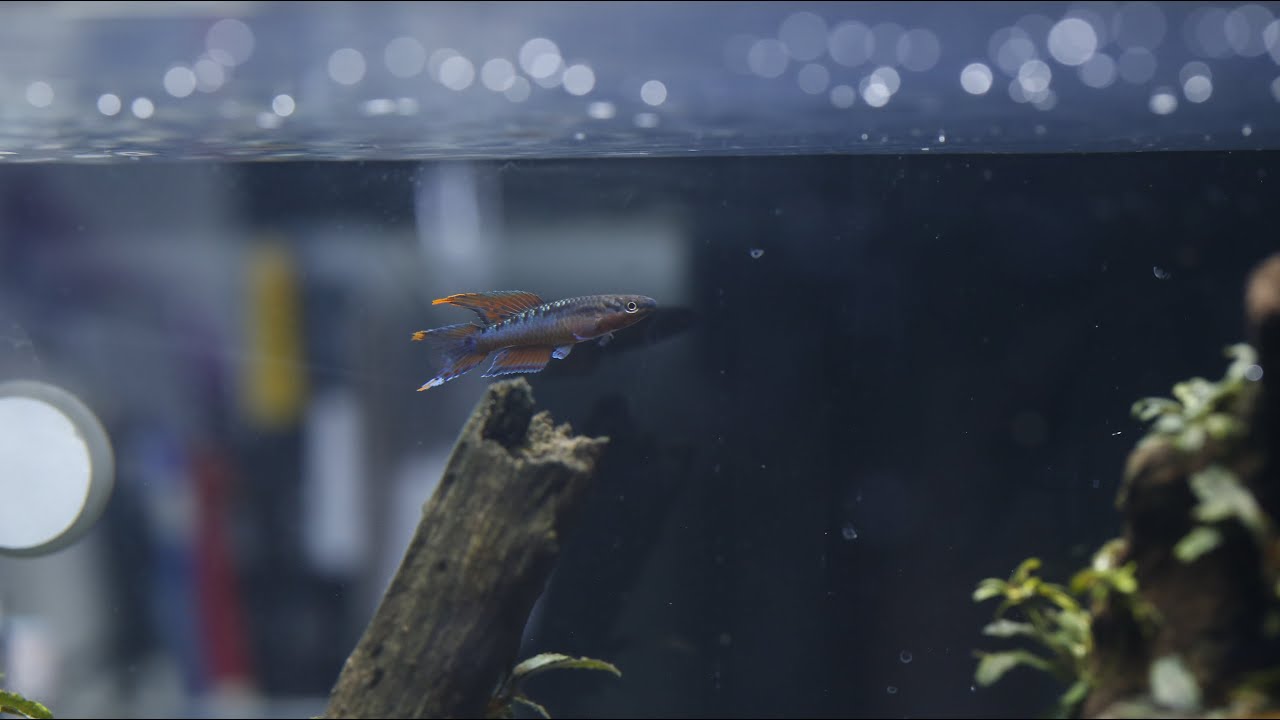 Fin Spreading - Two Stripe Lyretail Killifish(Aphyosemion bivittatum 'Funge')