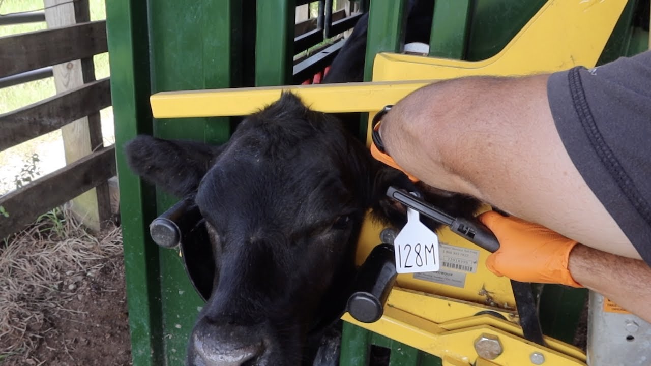 Vaccinating Some Weaned Calves!