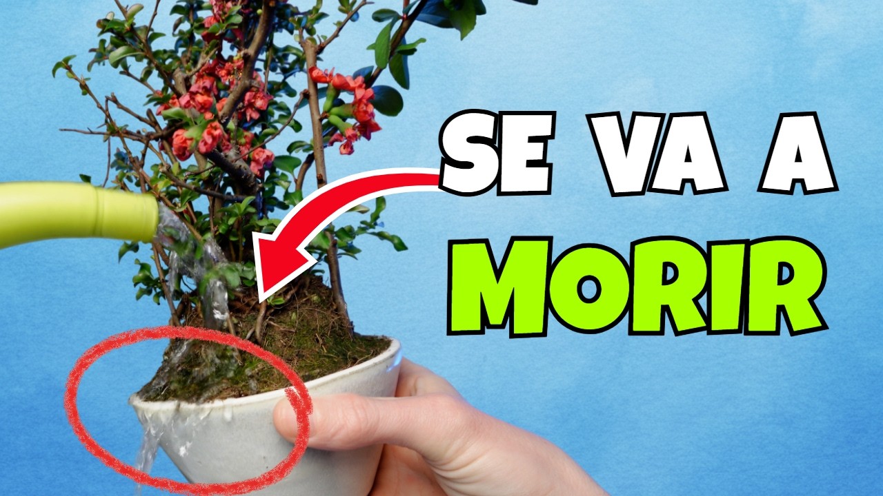El despertar del Membrillero: Rescato una Chaenomeles de la TURBA