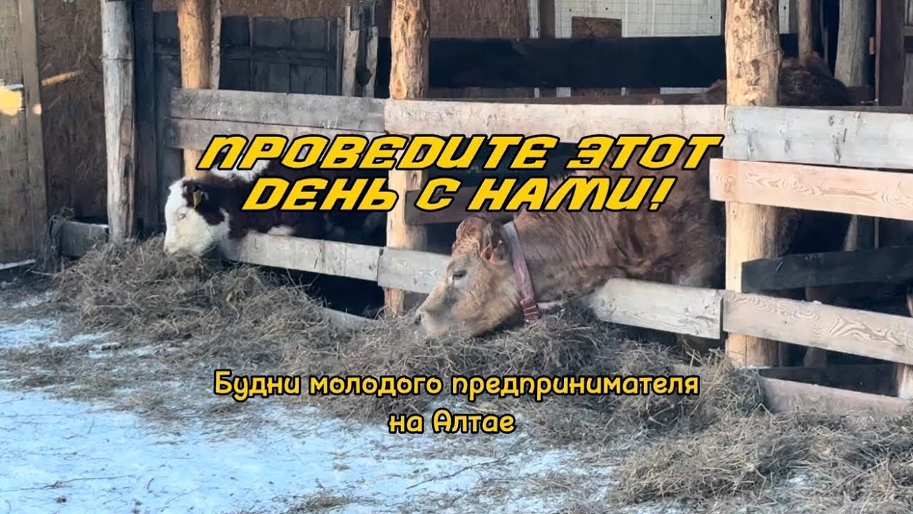Обзор хозяйства // знакомство с хозяйством //будни на Алтае