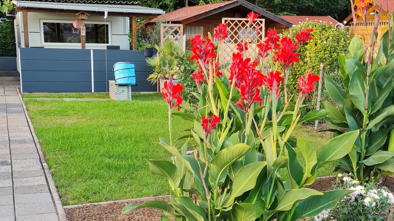 Vlog 🇩🇪/Canna/Канна Где и Как  хранить /Мои Любимые цвета 🌱