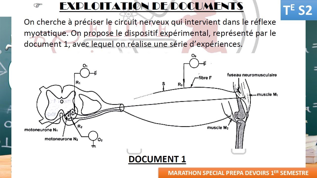 🧬 SVT : REFLEXE MYOTATIQUE (Correction Exo 2 Epreuve Marathon) - Tle S2 |