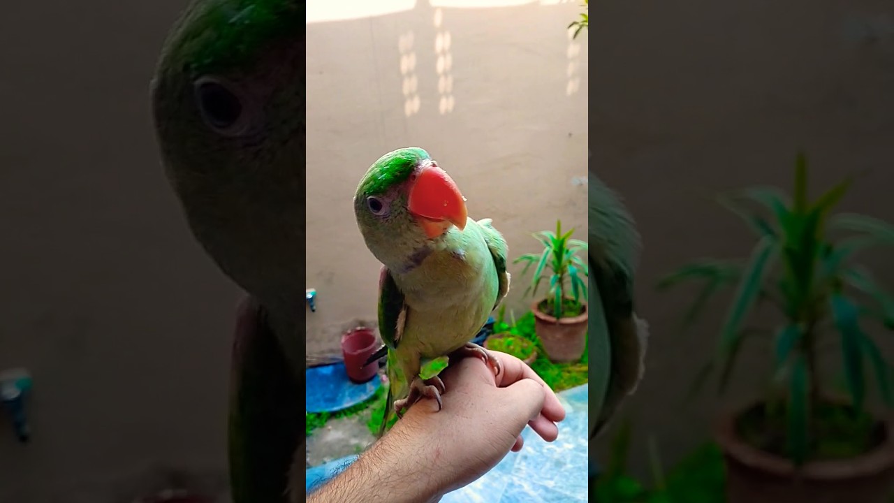 Sheru My Pet Parrot 🦜#alexandrine #aviary #rm #birds #sheru