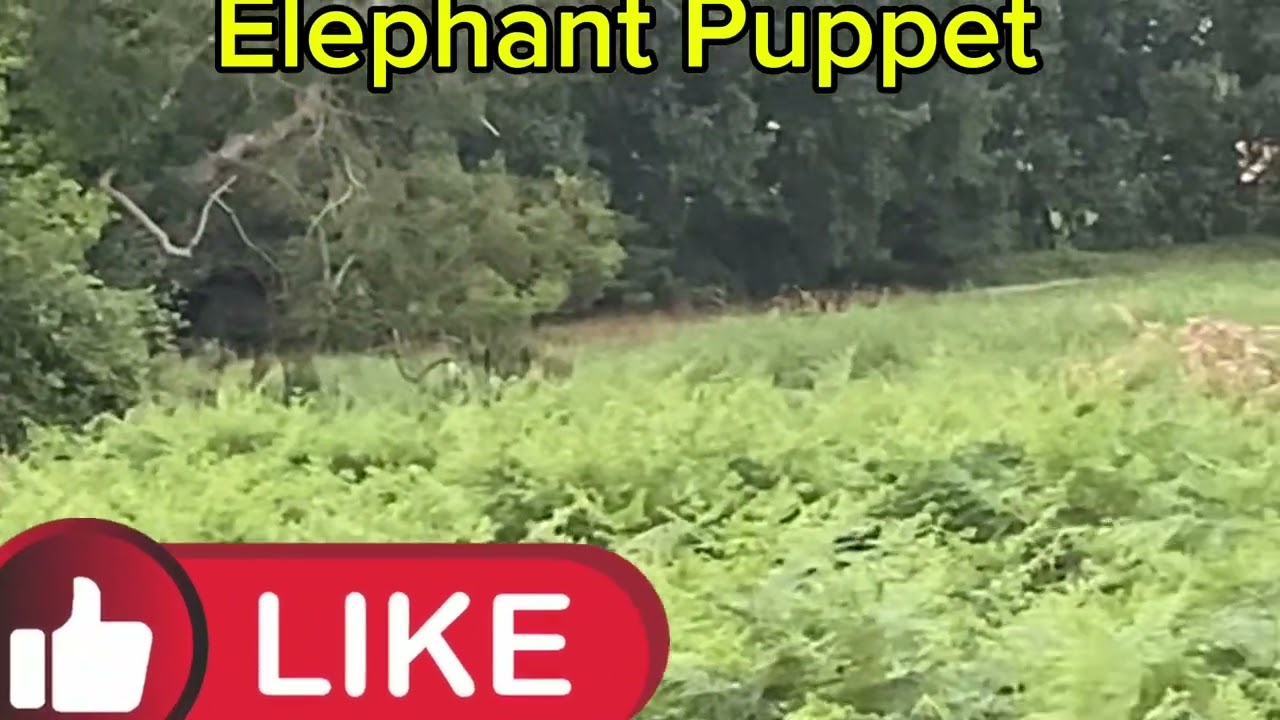 Elephant Puppet sees red deer in the distance 