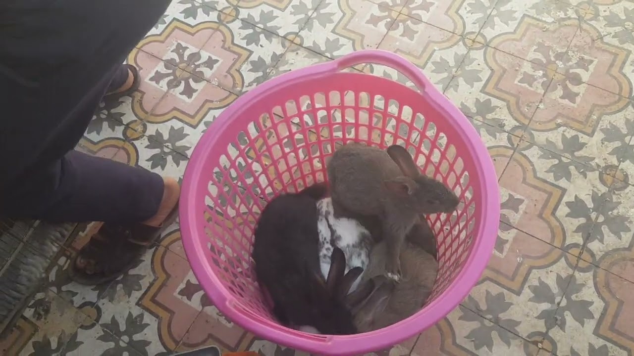 طريقة بيع الارانب ب الجملة مع تمن البيع