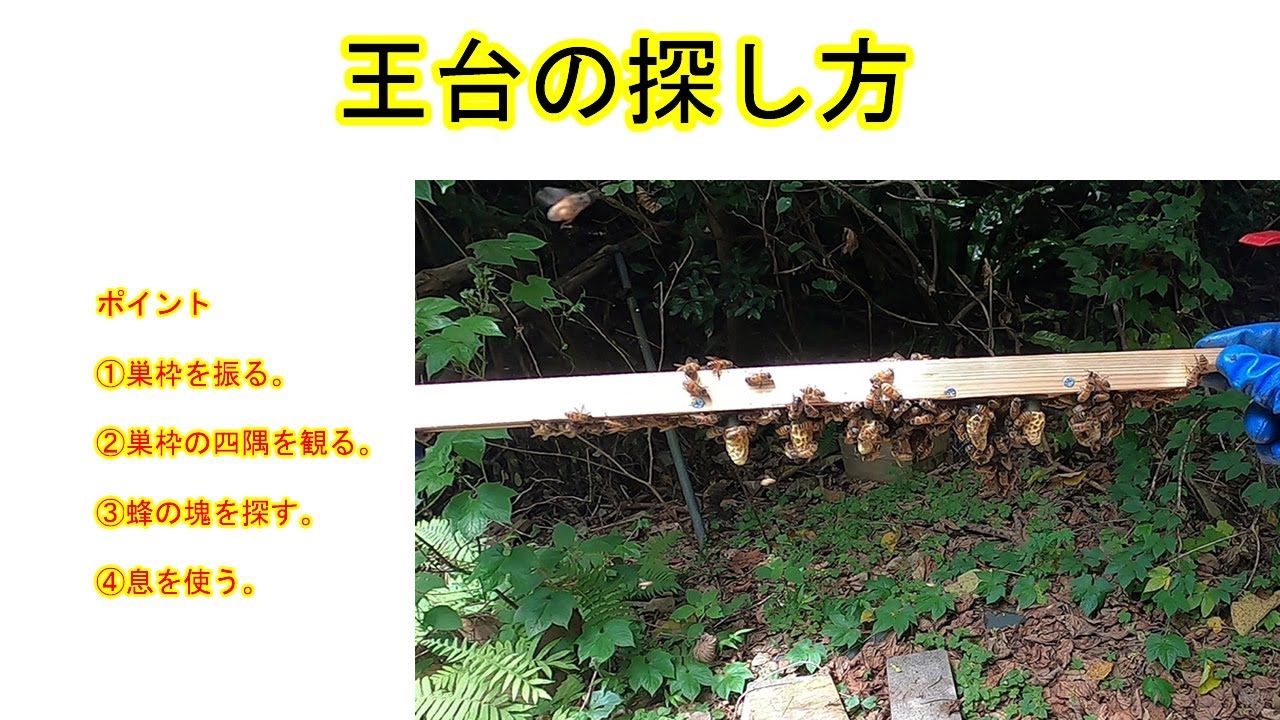 【初心者向け】王台の探し方【高画質】