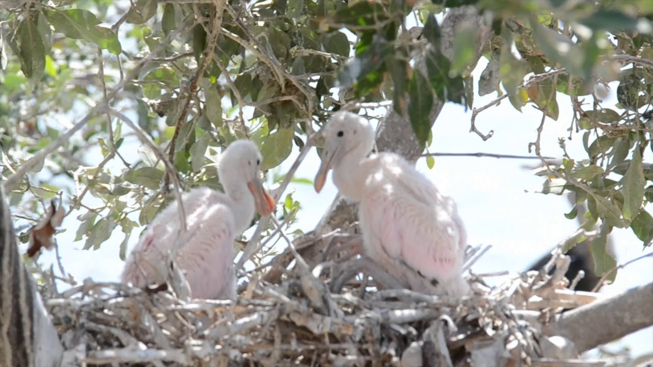 Golfo de California - aves marinas