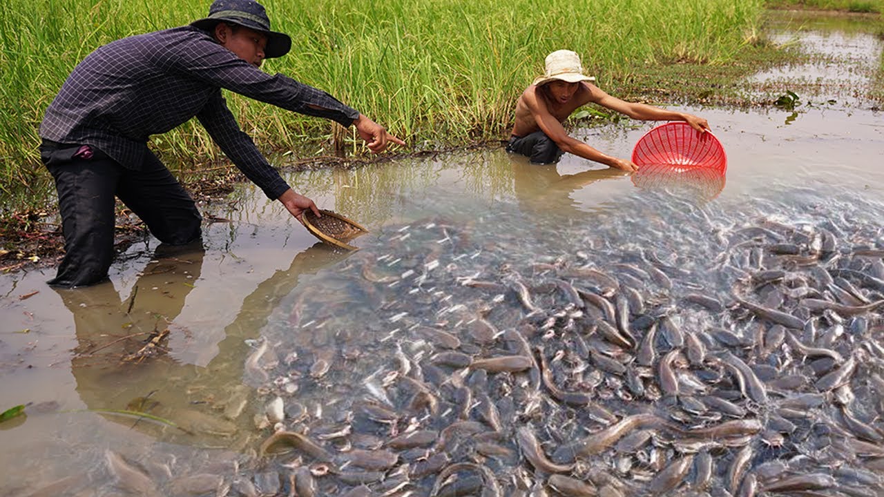 Unique Real Fishing - Search & Found A lot Catfish in Dry Season , Two Boy Catching Using  Skills