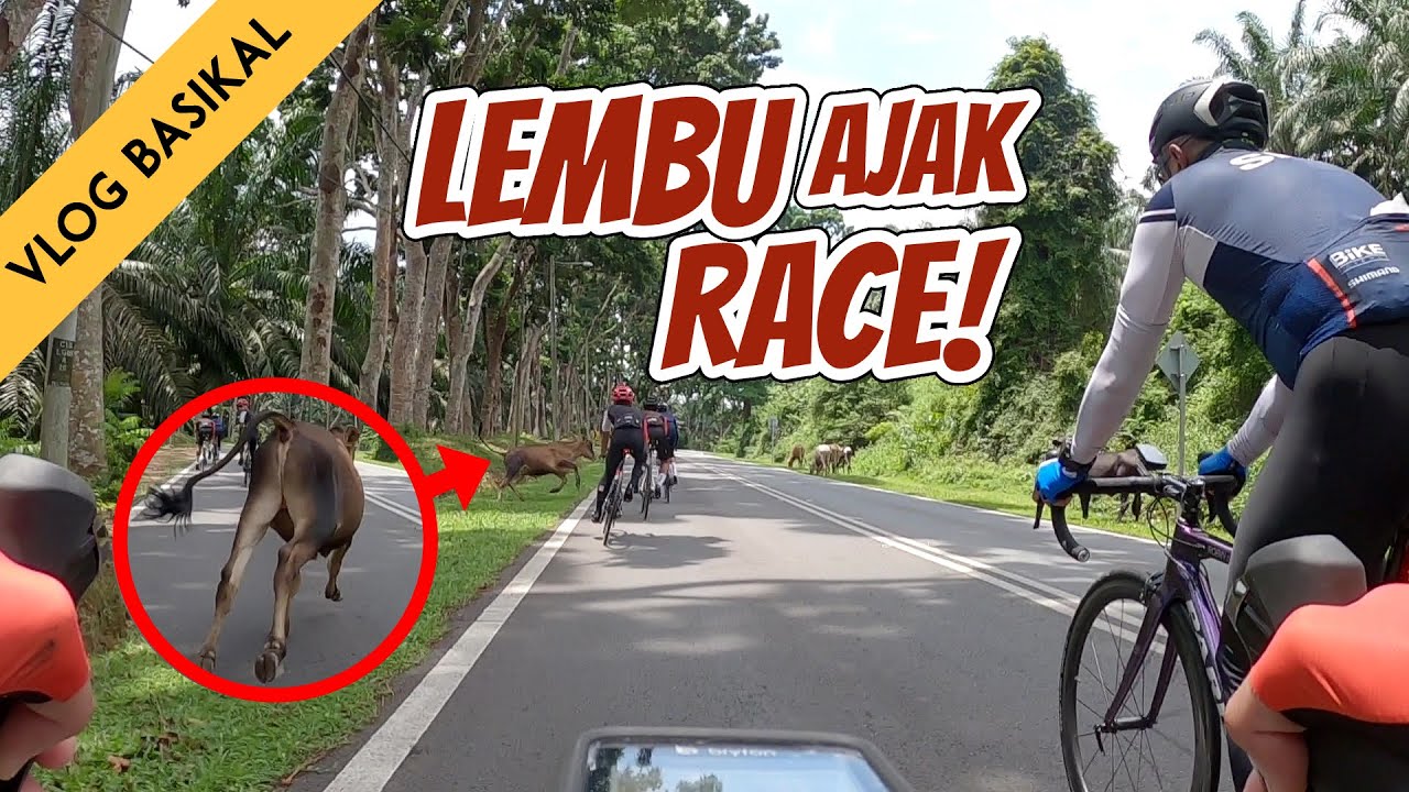 KAYUH KE REMBAU, NYARIS DIREMPUH LEMBU!