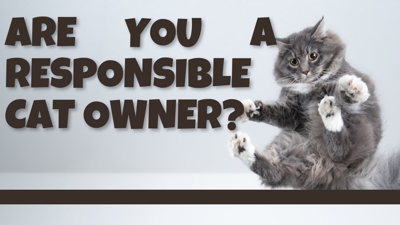 Responsible cat ownership