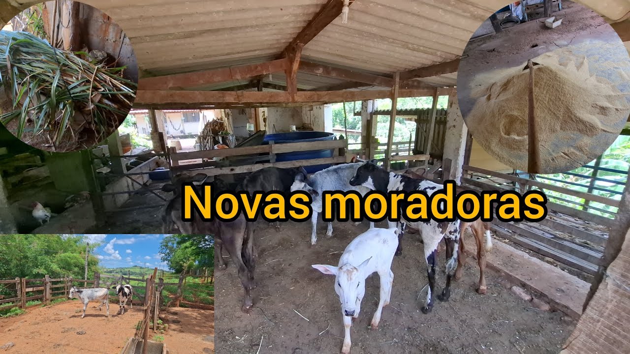 Novas moradoras do sítio (compramos mais bezerras)