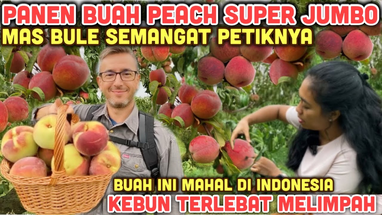 PANEN PEACH SUPER JUMBO KEBUNNYA LUAS BANGET BUAHNYA LEBAT REAKSI HERAN MAS BULE LIAT PEACH BESAR