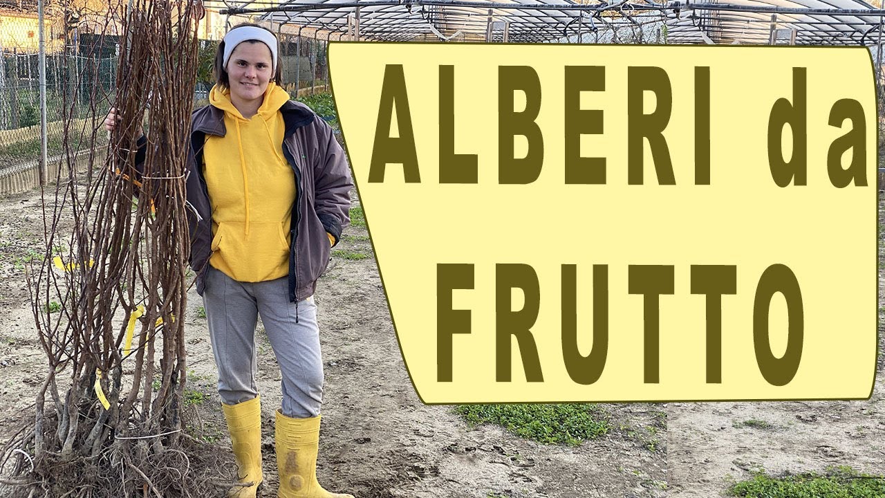 QUANDO PIANTARE GLI ALBERI DA FRUTTO