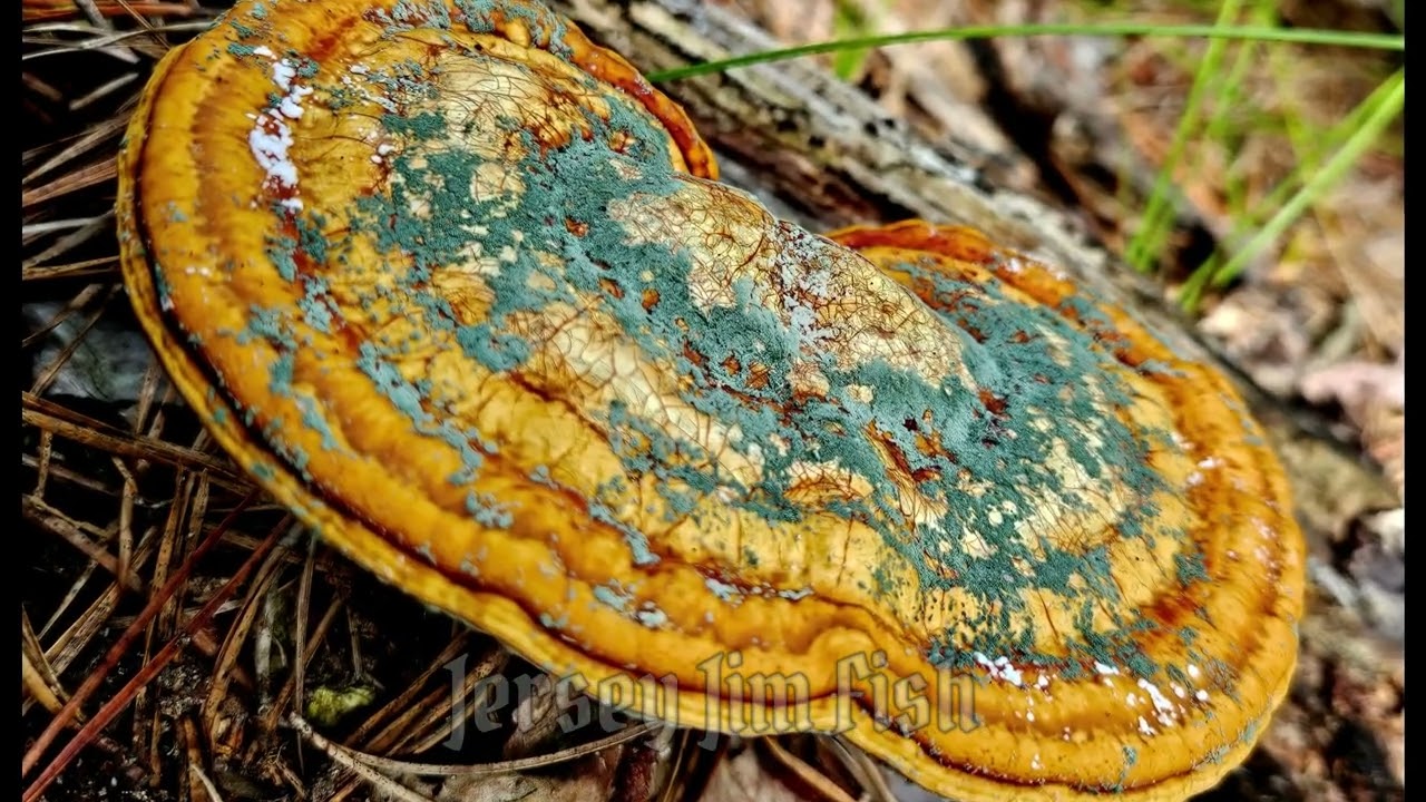  Pine Barrens Mushrooms #pinebarrens  #mushroom #videography #fyp