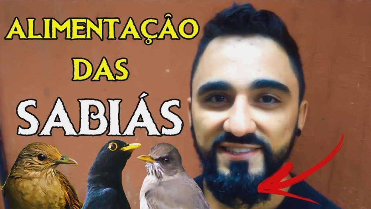 Alimentação completa para todas as espécies de Sabiá!