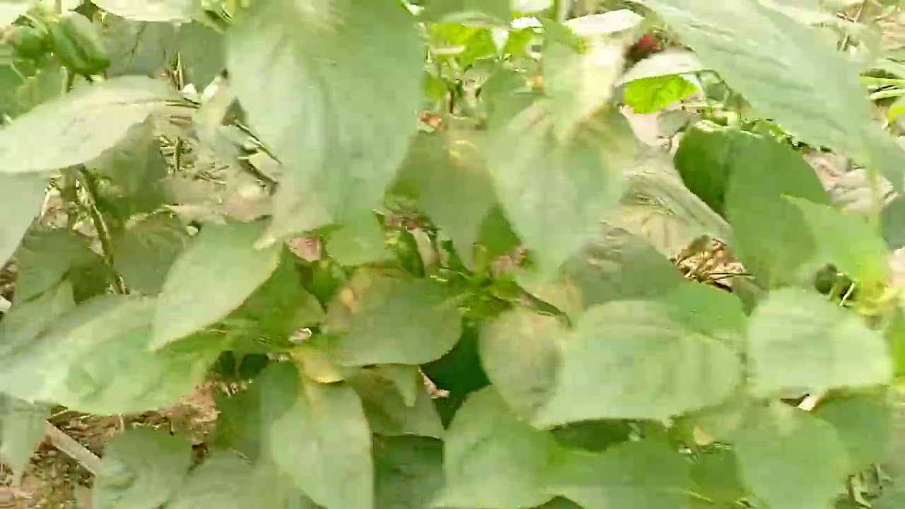 سلام یک گزارش ویدئو ی از گل خانه صنعتی کشاورزی فل فل دلمه قرمز 