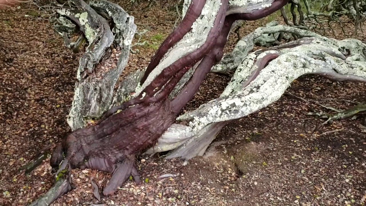 (#64) A Blue Collar Slob's Introduction to the Rare Oakland Manzanita