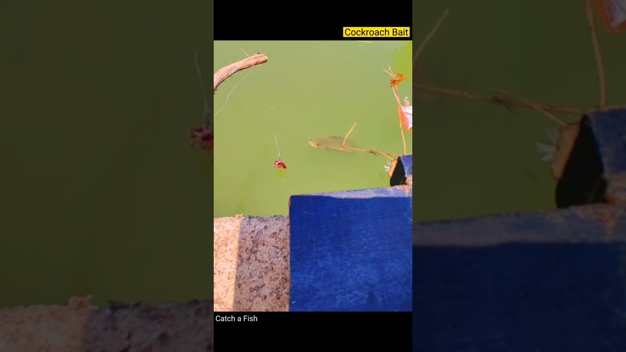 Snakehead fishing using Cockroach #shorts