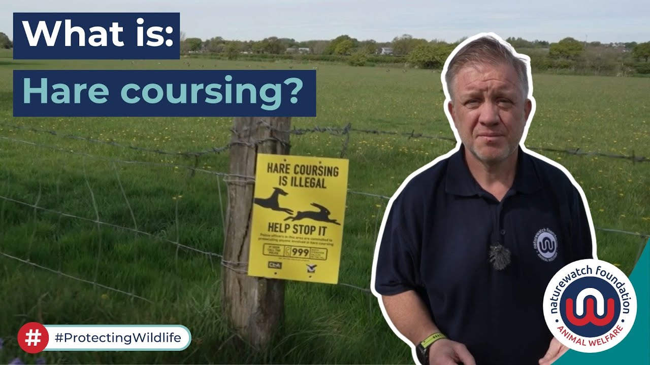 What is hare coursing?