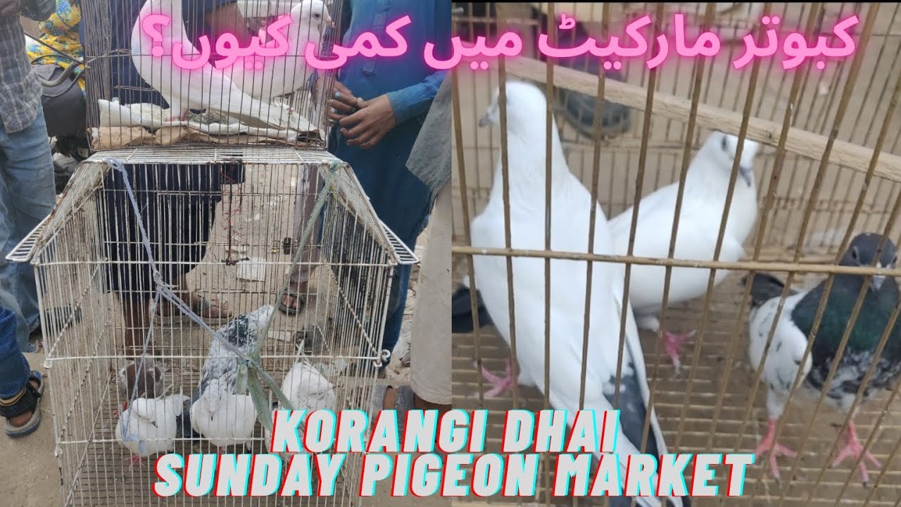 Korangi dhai kabooter market latest update||Sunday Bird market korangi Karachi