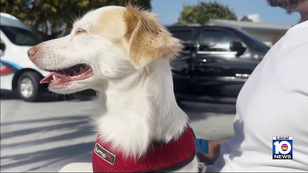 Good Samaritan rescues dog loose on I-95 after owner was involved in wreck