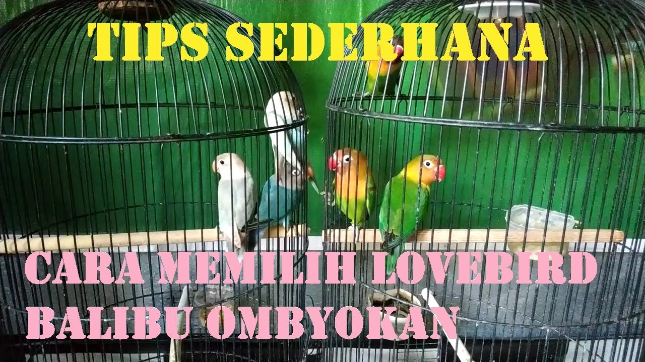 Mastrip Kicau - Tips Sederhana Cara Memilih Lovebird Balibu Ombyokan