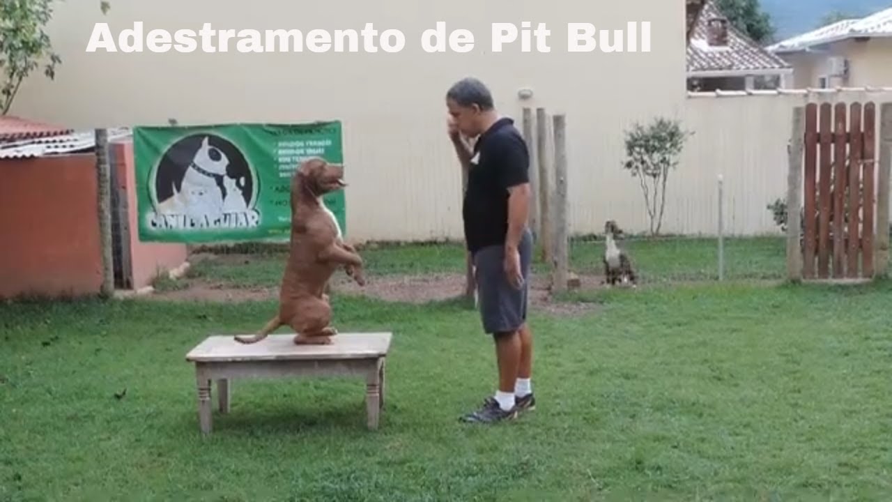 Adestramento de Pit Bull no Canil Aguiar