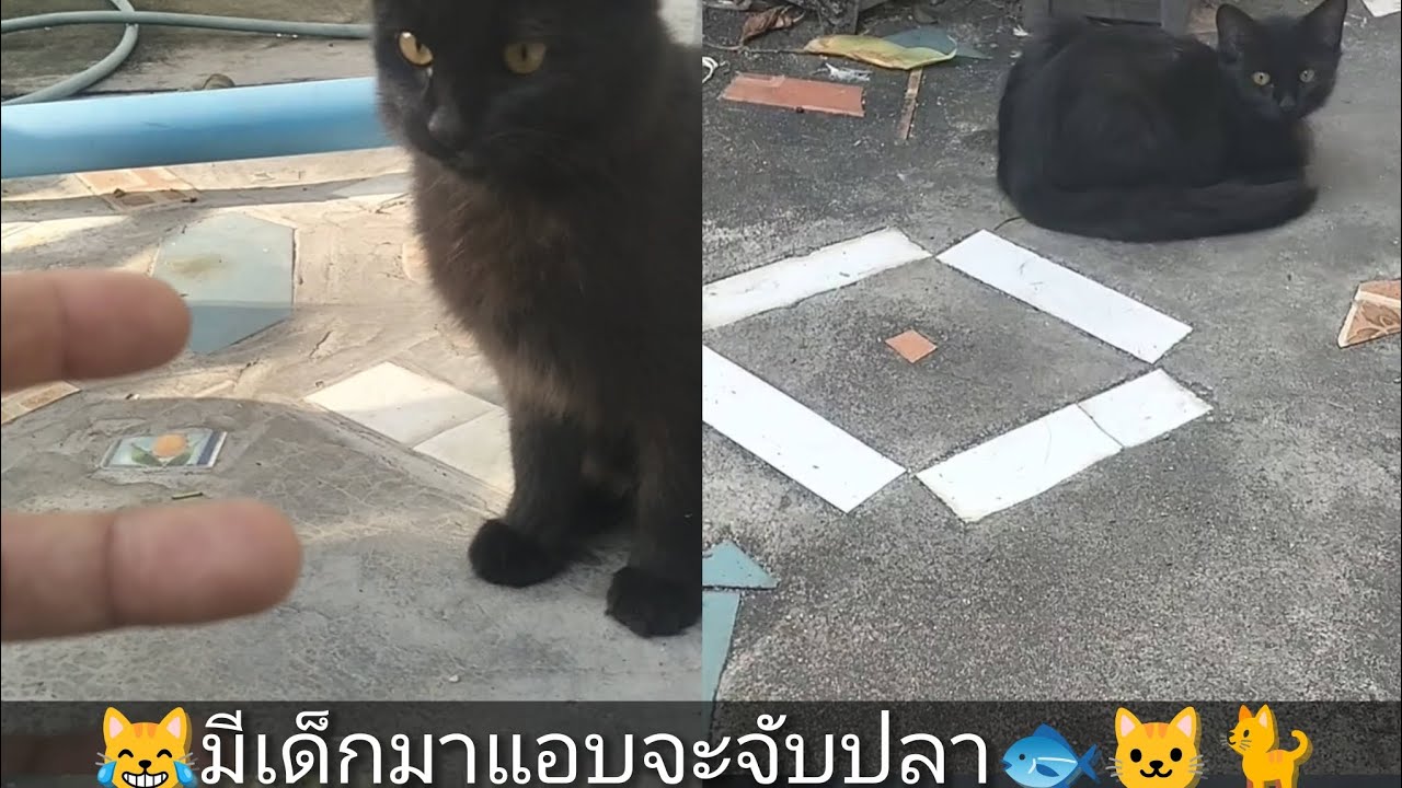 😹มีเด็กมาแอบจะจับปลา🐟🐱🐈#ปลาดุก #แมว