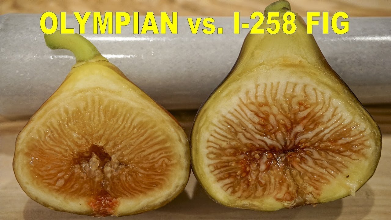 Olympian vs I-258 Fig Tasting Faceoff