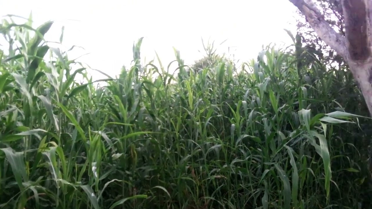 Gohar Khan have been green Grass Roots have been green beans and rice