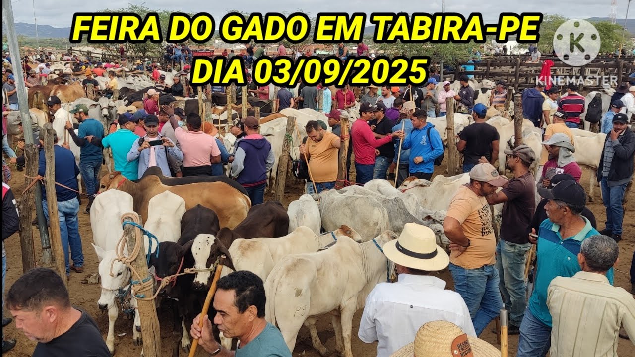 Feira do Gado de Tabira-PE / Juntas de Bezerros e Boi de Carro no Pátio dia 03/09/25