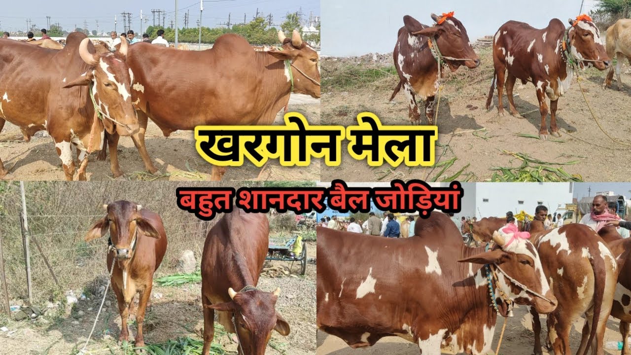 👌👌#Khargon_Navgrah मेला में निमाड़ी बैलजोड़ी एक से बढ़कर एक || खरगोन मेला 👍