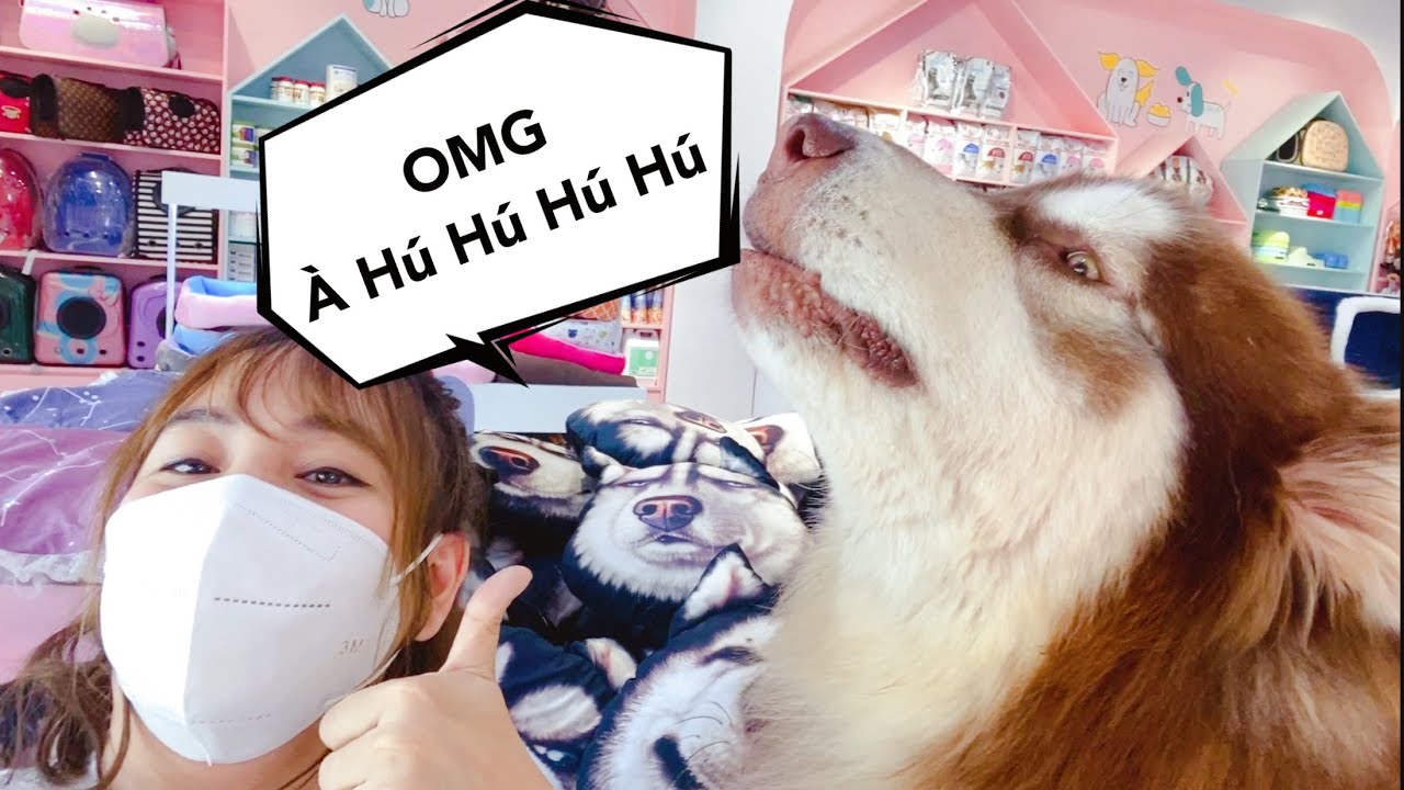 Mật Hú Như Chó Sói Siêu Ngầu - Trời Ơi My Alaska Dog HONEY Howls Like A Wolf - Mật Pet Family