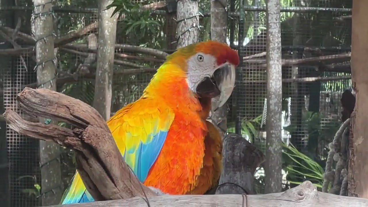 Joe From New England-Episode 77 Part 4a-Nassau-Ardastra Gardens & Wildlife