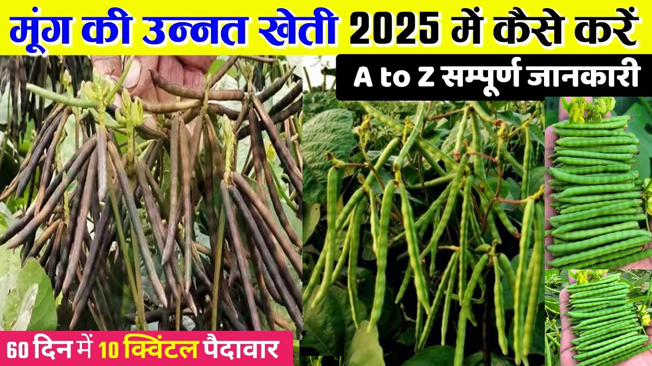 मूंग की खेती कब और कैसे करें 2025 || Moong ki kheti kaise karen || Mung ki kheti A to Z jankari