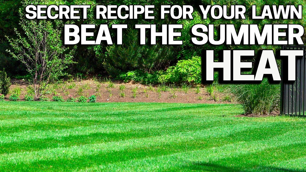 Protect your Lawn From Summer HEAT & Stress my Secret Recipe STAY GREEN with Sea Kelp