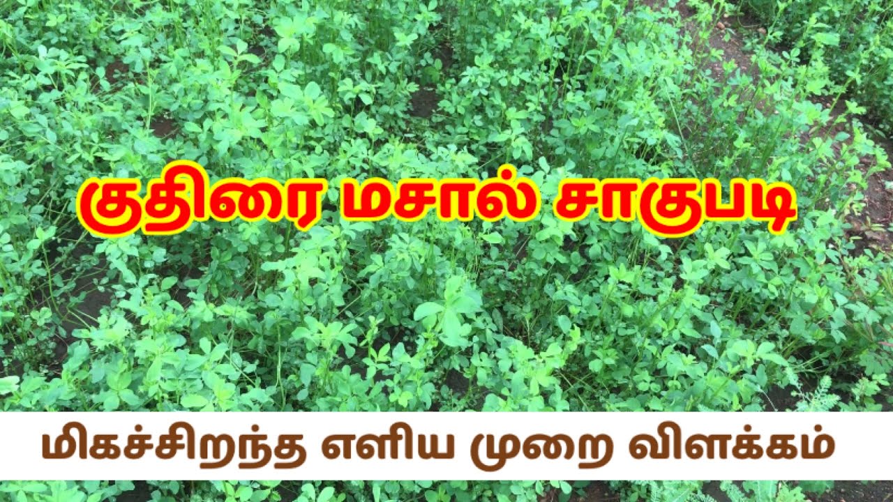 குதிரை மசால் சாகுபடி || Alfalfa || Lucerne cultivation in Tamil