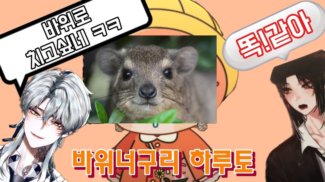 [싸이코드 하루토] 어떻게 사람 얼굴이 바위너구리