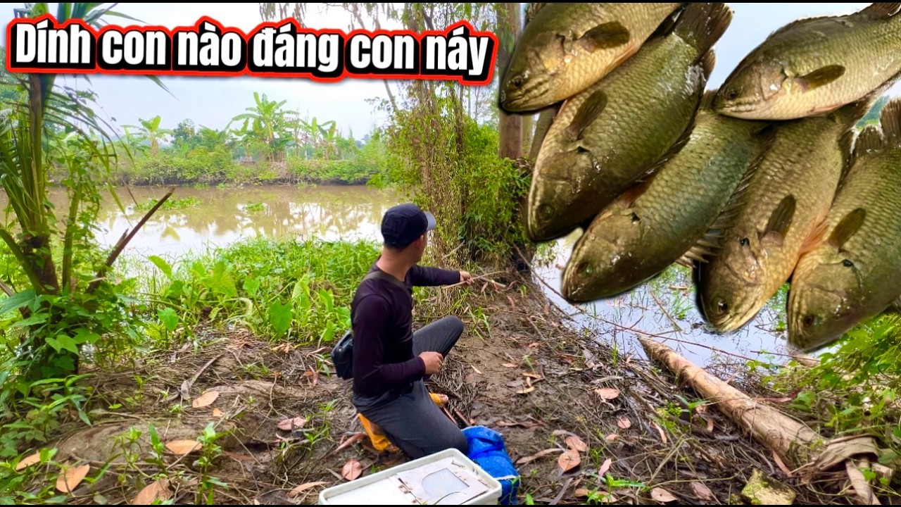 Câu Cá Rô Đồng Khu Này Phải Nói Là Dính Con Nào Là Đáng Con Đó / lãng tử miền Tây T 105