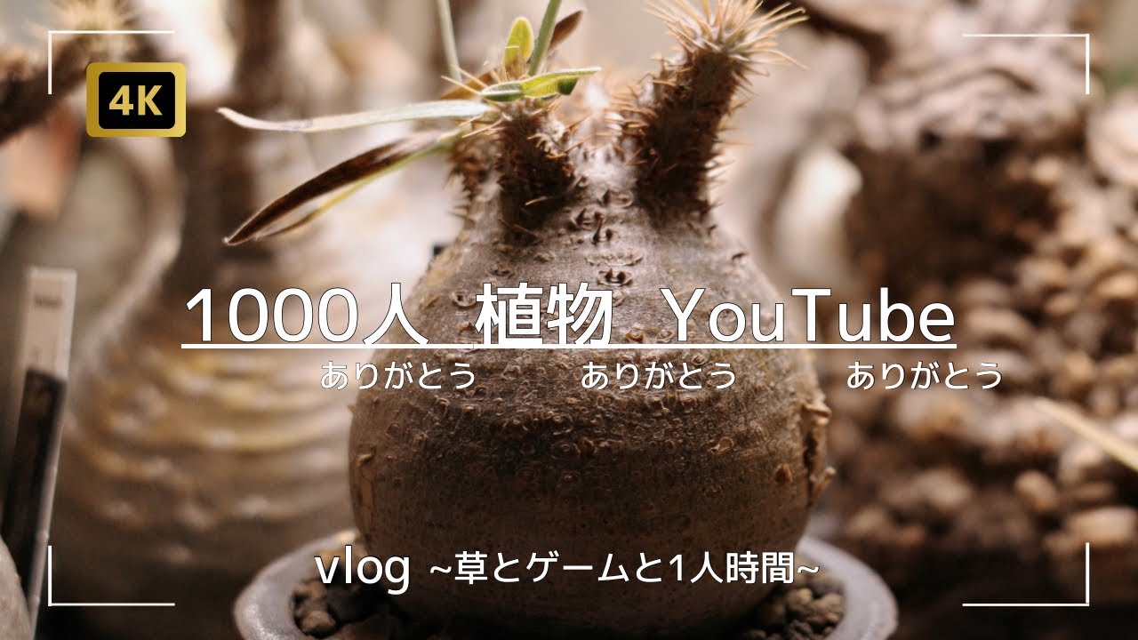 vlog | 登録してくださった方、動画を見てくださった方、ありがとうございます！という動画